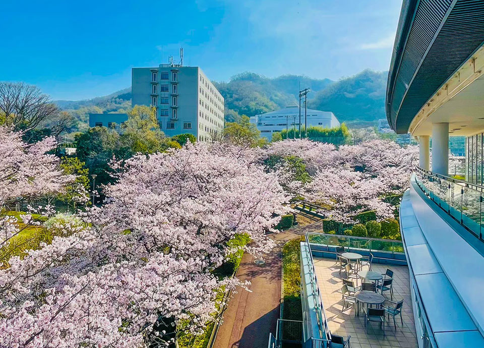 今回限定！桜満開のキャンパスツアー